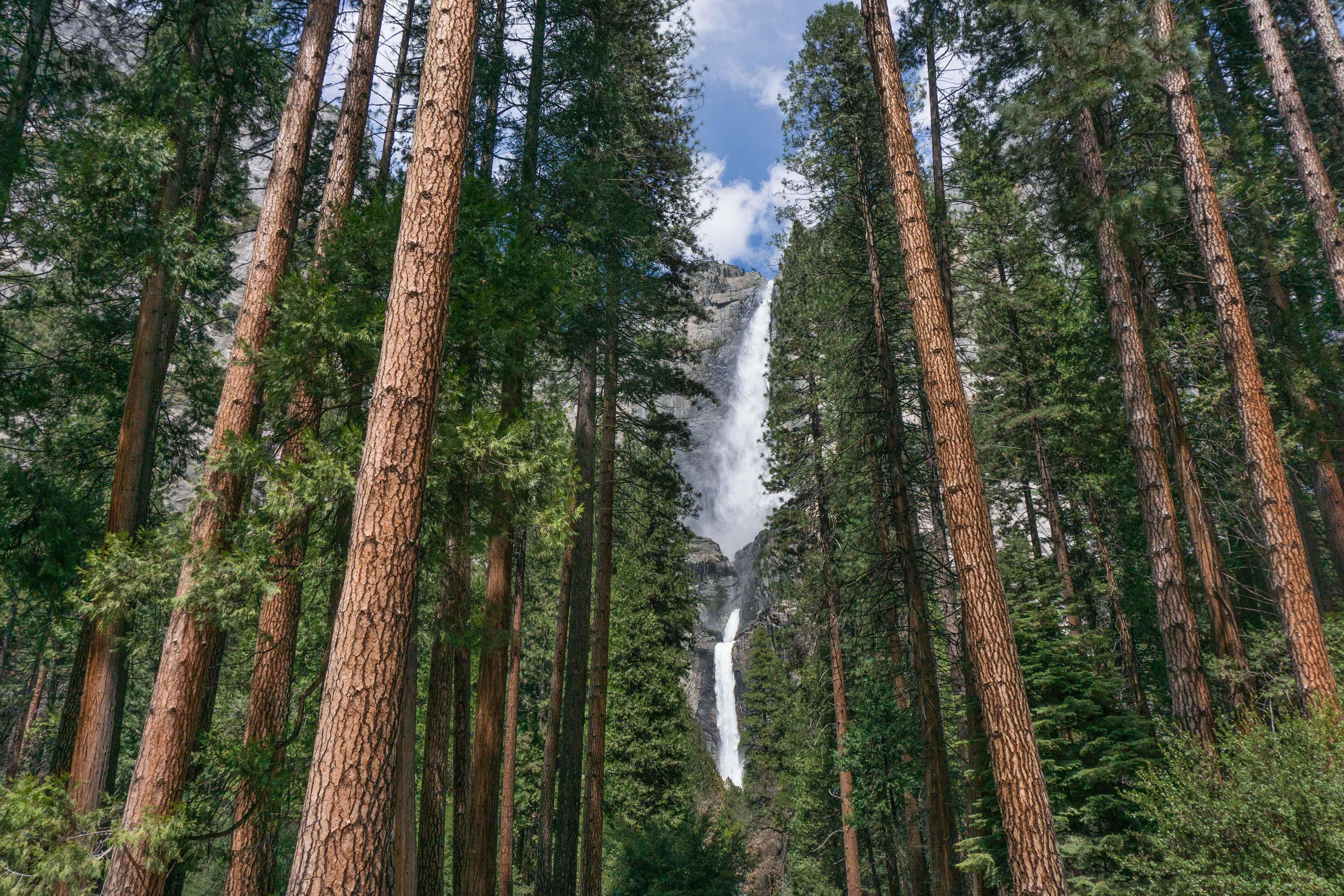 Holiday Inn Express & Suites Oakhurst-Yosemite Park Area By Ihg Exterior foto